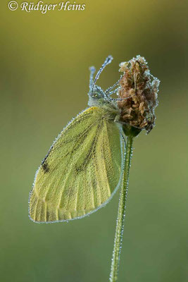 Artogeia napi (Rapsweißling), 28.8.2022