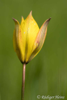 Tulipa sylvestris (Wilde Tulpe), 21.4.2024