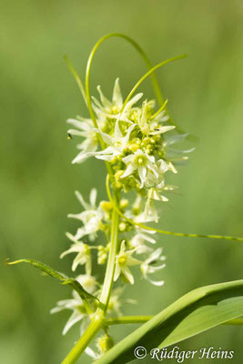 Stachelgurke (Echinocystis lobata), 6.8.2024 - Makroobjektiv 100mm f/2.8