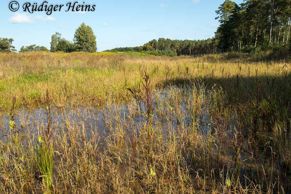 Ischnura pumilio (Kleine Pechlibelle) Habitat, 14.9.2021