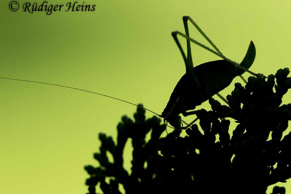 Leptophyes punctatissima (Punktierte Zartschrecke) Weibchen