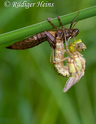 Aeshna cyanea, Blaugrüne Mosaikjungfer, Schlupf