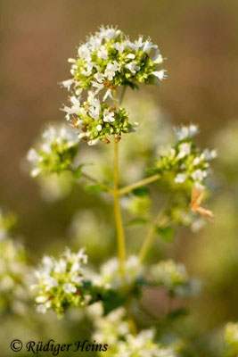 Origanum vulgare (Echter Dost), 25.7.2019
