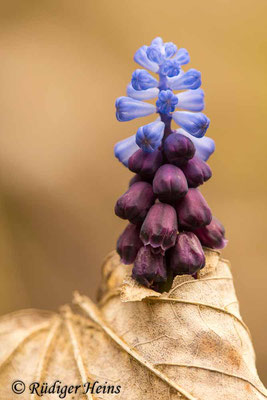 Muscari latifolium (Breitblättrige Traubenhyazinthe), 9.4.2023