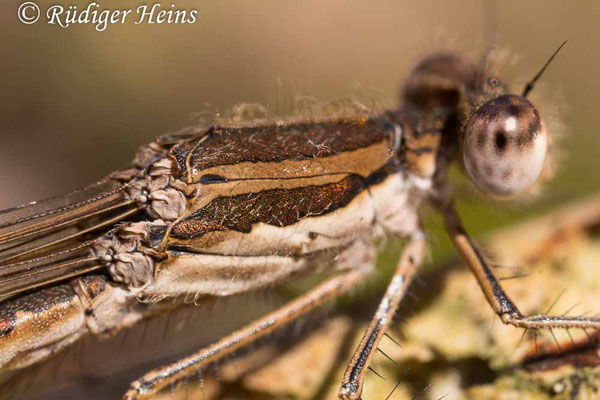 Sympecma fusca (Gemeine Winterlibelle) Männchen an einem Waldrand mehrere hundert Meter vom Fortpflanzungsgewässer entfernt, 28.3.2020