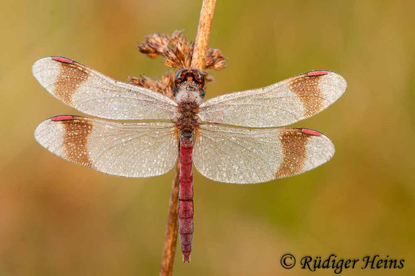 Sympetrum pedemontanum (Gebänderte Heidelibelle) Männchen, 16.9.2012