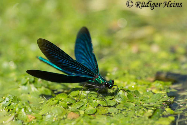 Blauflügel-Prachtlibelle (Calopteryx virgo) Männchen, 24.6.2023 - Makroobjektiv 180mm f/3.5