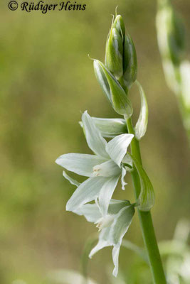 Ornithogalum nutans (Nickender Milchstern)