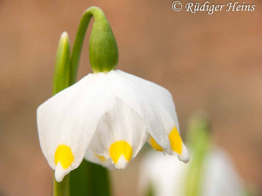 Leucojum vernum (Frühlingsknotenblume oder Märzenbecher)