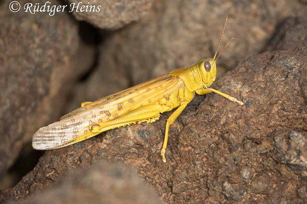 Anacridium aegyptium (Ägyptische Wanderheuschrecke)