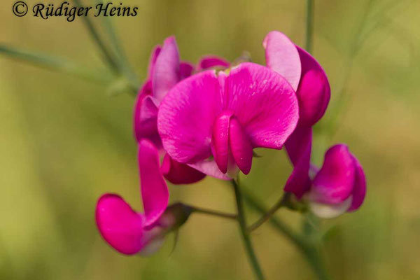 Lathyrus latifolius (Breitblättrige Platterbse)