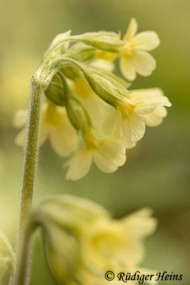 Primula elatior (Hohe Schlüsselblume), 10.4.2021