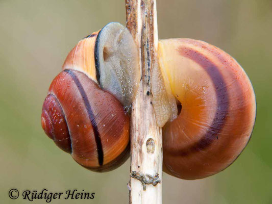 Cepaea nemoralis (Hain-Bänderschnecke), 22.5.2010