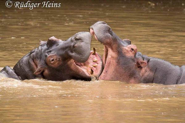 Hippopotamus amphibius (Nilpferd), 26.1.2019