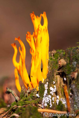 Calocera viscosa (Klebriger Hörnling), 6.9.2010