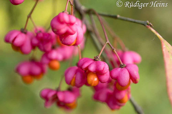 Euonymus europaeus (Europäisches Pfaffenhütchen)