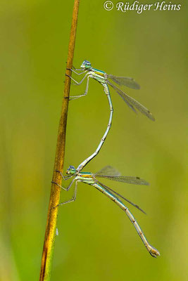 Lestes barbarus (Südliche Binsenjungfer) Tandem, 28.8.2022