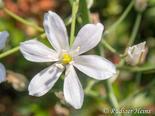 Anthericum liliago (Traubige Graslilie), 18.6.2023