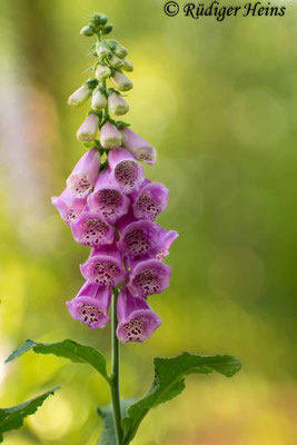 Digitalis purpurea (Roter Fingerhut), 11.6.2017