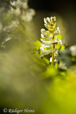 Corydalis cava (Hohler Lerchensporn), 3.4.2023
