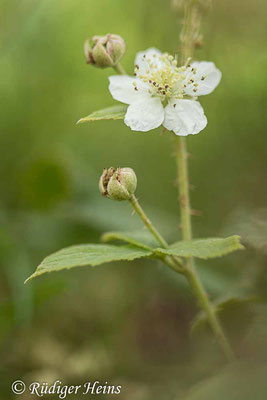 Rubus caesius (Kratzbeere), 14.9.2022