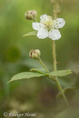 Rubus caesius (Kratzbeere)