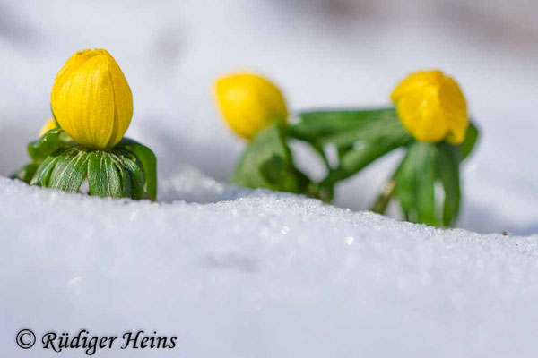 Eranthis hyemalis (Winterling)