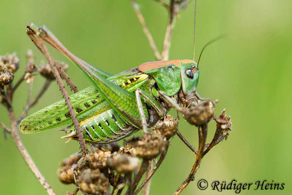 Decticus verrucivorus (Warzenbeißer) Männchen, 1.7.2012