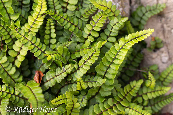 Asplenium trichomanes (Braunstieliger Streifenfarn), 30.6.2016