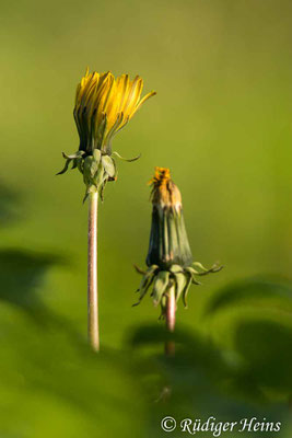 Taraxacum officinale (Gewöhnlicher Löwenzahn)