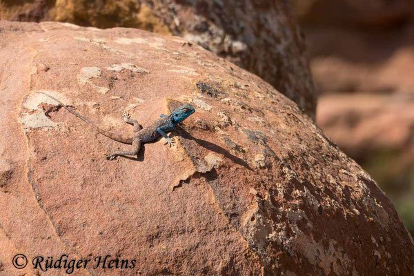 Pseudotrapelus sinaitus (Sinai-Agame) Männchen, 16.10.2018 