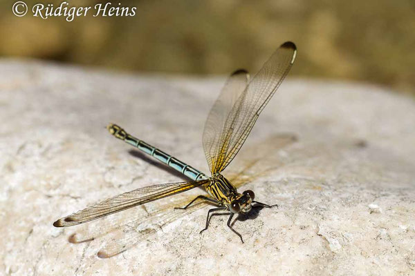 Epallage fatime (Blaue Orientjungfer) Weibchen,  15.5.2015