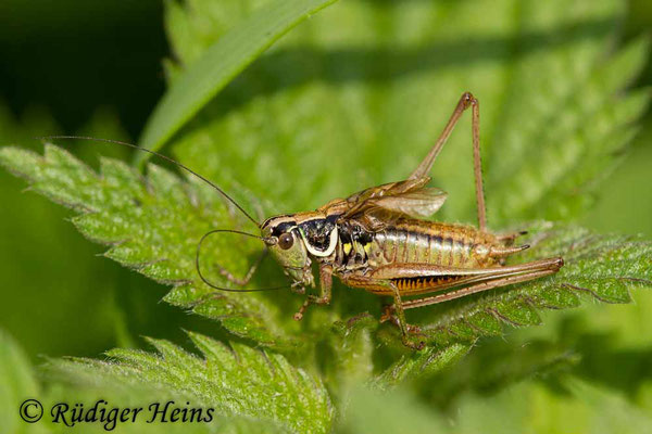 Roeseliana roeselii (Roesels Beißschrecke) Männchen, 18.7.2019