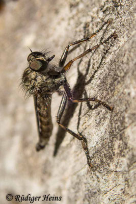 Tolmerus atricapillus (Gemeine Raubfliege) Männchen