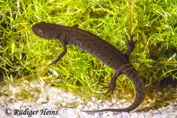 Triturus cristatus (Kammmolch) Weibchen, 22.4.1988 (Scan vom Dia)