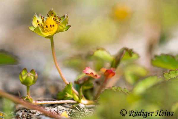 Potentilla reptans (Kriechendes Fingerkraut), 23.6.2022