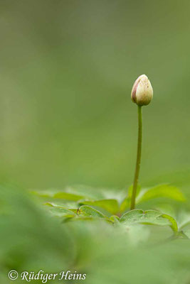 Anemone nemorosa (Buschwindröschen)