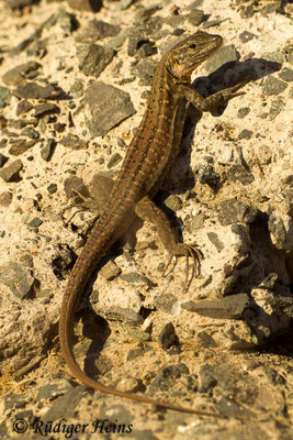 Gallotia stehlini (Gran-Canaria-Rieseneidechse) Weibchen, 30.7.2015