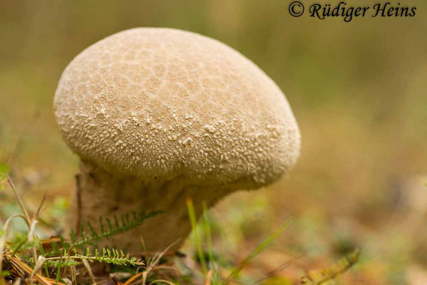 Lycoperdon excipuliforme (Beutel-Stäubling), 27.9.2017