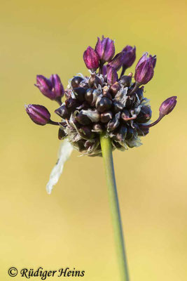 Allium scorodoprasum (Schlangen-Lauch), 25.6.2024