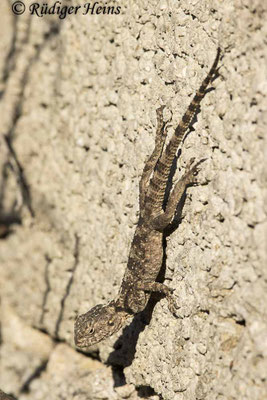 Stellagama stellio (Hardun)