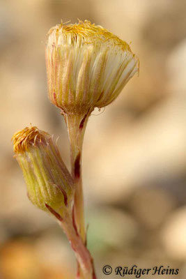Tussilago farfara (Huflattich)