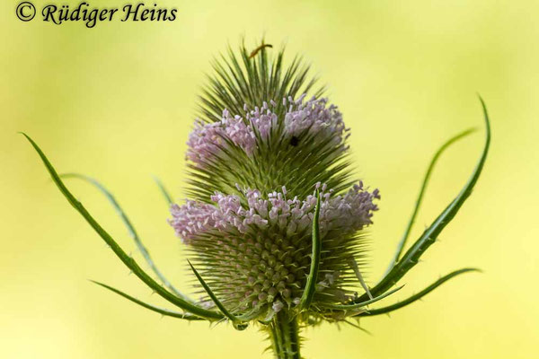 Dipsacus fullonum, Wilde Karde
