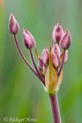 Butomus umbellatus (Schwanenblume), 1.6.2009