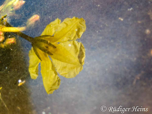 Nymphoides peltatum (Seekanne)