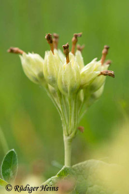 Primula veris (Echte Schlüsselblume), 1.6.2022