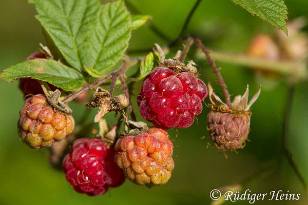 Rubus idaeus (Himbeere), 2.7.2018