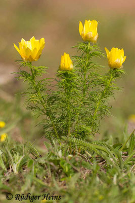 Adonis vernalis (Frühlings-Adonisröschen)