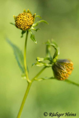 Bidens cernua (Nickender Zweizahn), 27.8.2023