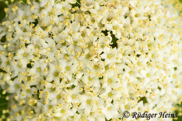 Viburnum lantana (Wolliger Schneeball), 30.4.2019
